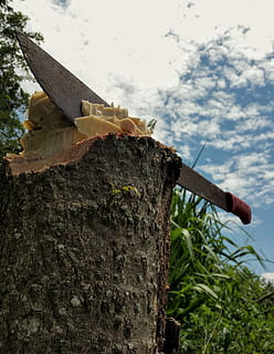 machete, werk, karbonade, stomp, schors, hemel, gras, boom, fabriek, natuur, dag, focus op de voorgrond, geen mensen, buitenshuis, detailopname, boomstam, romp, hout - materiaal, lage hoekweergave, wolk - lucht, groei, boomstronk, metaal, land-, vogelhuisje, 1080P, CC0, publiek domein, royaltyvrij