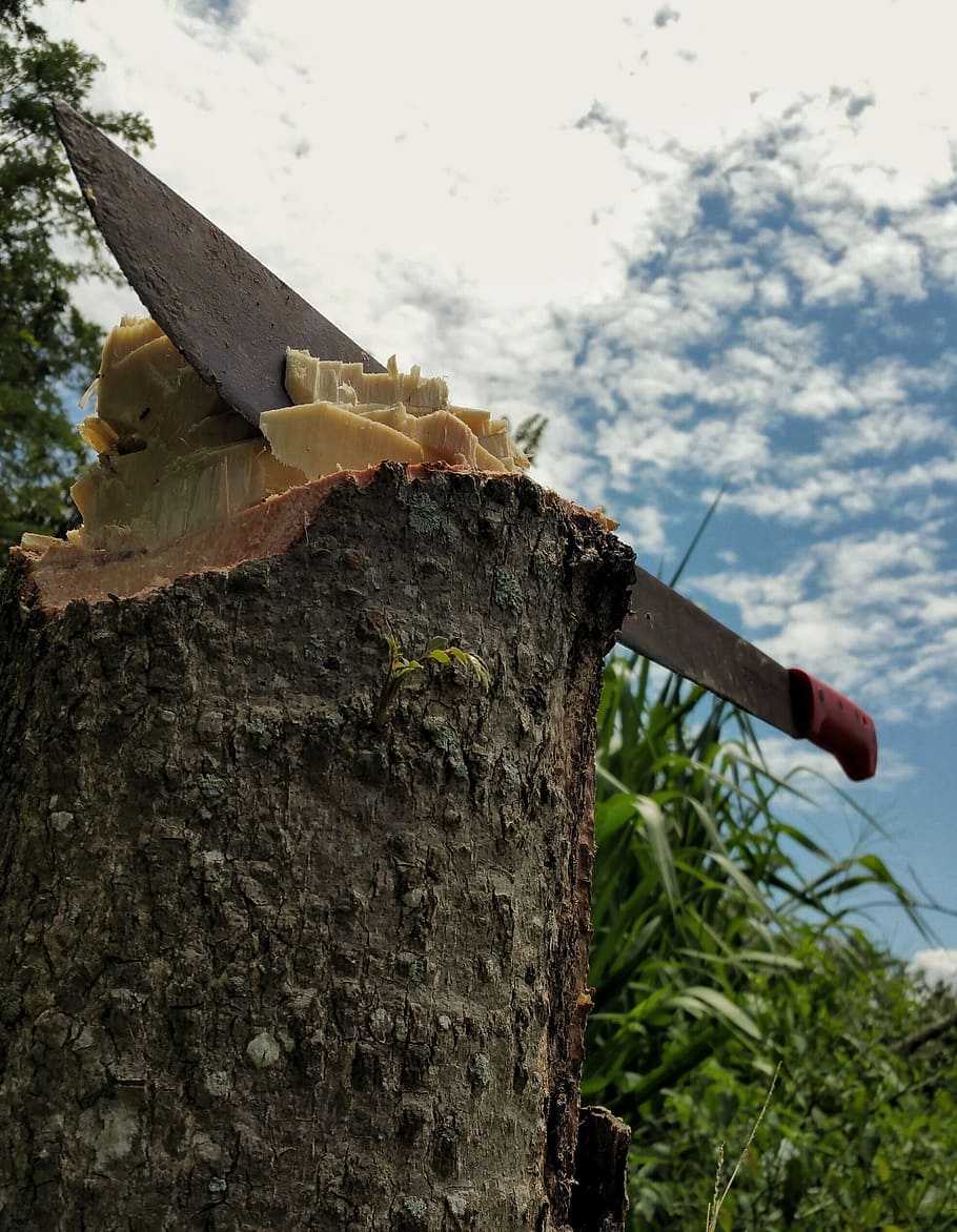 matxet, treballar, tallar, monyó, escorça, cel, herba, arbre, planta, naturalesa, dia, centrar-se en primer pla, cap gent, a l'aire lliure, primer pla, tronc de l'arbre, tronc, material de fusta, vista d’angle baix, núvol - cel, creixement, monstre de l'arbre, metall, terra, casa d'aus, 1080P