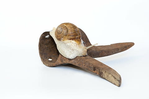 caracol, cáscara, planchar, oxidado, animal, molusco, gatear, baboso, moco, sonda, cerrar, Fondo blanco, foto de estudio, separar, adentro, de cerca, solo objeto, nadie, marrón, naturaleza muerta, fauna animal, longitud total, parte del cuerpo del animal, invertebrado, caparazón de animal, un animal, temas de animales, vista lateral, copia espacio, 1080P, CC0, dominio público, libre de derechos