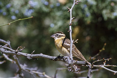 membru, copac, cocoțat, pasăre, intitulat, negru, botgros, păsări, animale, faună, animal, animale tematice, animale vertebrate, animale sălbatice, stinghie, animale în sălbăticie, un animal, ramură, plantă, să se concentreze asupra primelor elemente, nici o persoana, natură, zi, frumusețe în natură, în aer liber, a închide, crenguţă, songbird, ciocănitoare, 2K, CC0, domeniu public, fără drepturi de autor