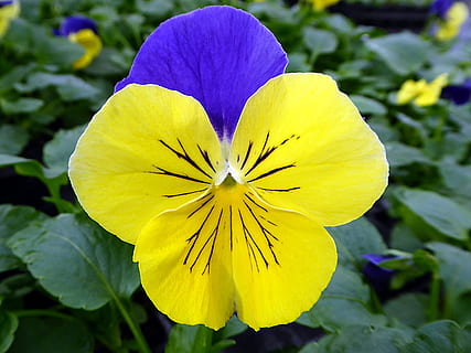 flor, pensando, viola, amarillo azul, amarillo, azul, pétalo, planta, fragilidad, crecimiento, naturaleza, planta floreciendo, vulnerabilidad, frescura, cabeza de flor, belleza en la naturaleza, inflorescencia, de cerca, centrarse en primer plano, día, pensamiento, nadie, botánica, primavera, al aire libre, polen, blandura, 2K, CC0, dominio público, libre de derechos