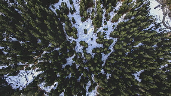 fugl, øjenfotografering, grøn, træ, fugleperspektiv, Skov, fyrretræ, sne, drone visning, luftfoto, udforske, opdage, eventyr, bjerg, fantom, Dji, dji phantom, drone, kold, plante, vinter, kold temperatur, skønhed i naturen, vækst, ingen mennesker, dag, natur, dækker, ro, jord, grøn farve, lav vinkel visning, scenics - natur, hvid farve, rolig scene, udendørs, nåletræ, 4K, CC0, offentligt domæne, royaltyfrie