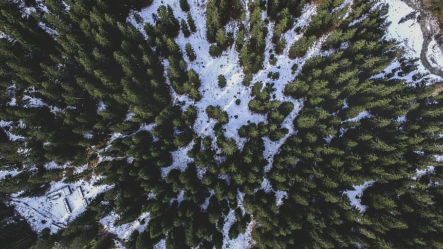 pták, fotografování očí, zelená, strom, pohled z ptačí perspektivy, les, borovice, sníh, DRONY zobrazení, letecký pohled, prozkoumat, objevit, dobrodružství, hora, přízrak, dji, dji phantom, trubec, Studený, rostlina, zimní, studená teplota, krása v přírodě, růst, nikdo, den, Příroda, krytina, klid, přistát, zelená barva, nízký úhel pohledu, scenics - příroda, bílá barva, klidné scény, venku, jehličnatého stromu, 4K