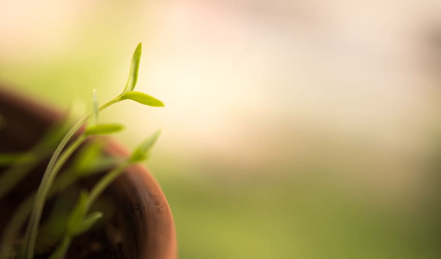 primer pla, foto, verd, fulles, planta, endavant, fons, borrós, borrosa, bokeh, concepte, ambiental, més ràpid, fresc, jardí, créixer, creixent, creixement, dirigir, full, olla, brots, jove, naturalesa, frescor, color verd, cap gent, enfocament selectiu, inicis, còpia espai, menjar, menjar i beguda, bellesa a la natura, dia, part de la planta, a l'aire lliure, llum solar, centrar-se en primer pla, terra, flare de la lent, fulla d'herba, 1080P