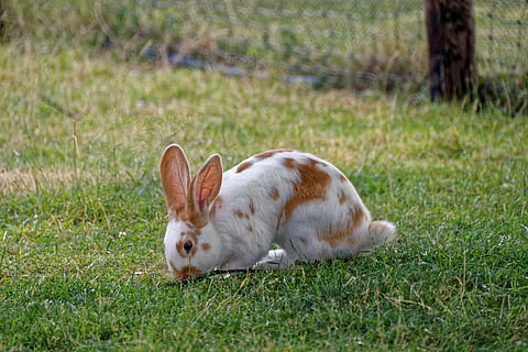 Weiß, braun, Hase, Wiese, Gras, Säugetier, Tier, Natur, langohrig, Osterhase, Tierthemen, ein Tier, Land, Pflanze, Feld, Wirbeltier, Haustiere, inländisch, keine Leute, Tag, grüne Farbe, Kaninchen - Tier, Tierwelt, Tiere in freier Wildbahn, pflanzenfressend, 2K, CC0, gemeinfrei, lizenzfrei