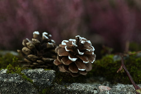 pinecones, ธรรมชาติ, กรวย, เห็ด, ปลูก, รา, ใกล้ชิด, การเจริญเติบโต, อาหาร, เลือกโฟกัส, ผัก, ต้นไม้, วัน, ไม่มีคน, ป่า, ความงามในธรรมชาติ, ที่ดิน, อาหารและเครื่องดื่ม, มุ่งเน้นไปที่เบื้องหน้า, กลางแจ้ง, ความสด, ร็อค - วัตถุ, ต้นไม้ต้นสน, 2K, CC0, โดเมนสาธารณะ, ค่าลิขสิทธิ์ฟรี