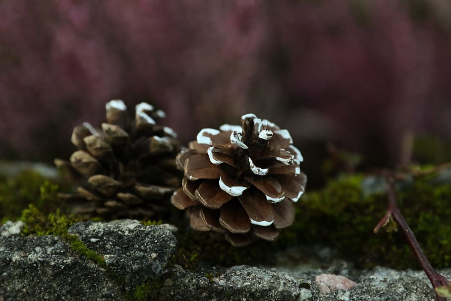 pinecones, ธรรมชาติ, กรวย, เห็ด, ปลูก, รา, ใกล้ชิด, การเจริญเติบโต, อาหาร, เลือกโฟกัส, ผัก, ต้นไม้, วัน, ไม่มีคน, ป่า, ความงามในธรรมชาติ, ที่ดิน, อาหารและเครื่องดื่ม, มุ่งเน้นไปที่เบื้องหน้า, กลางแจ้ง, ความสด, ร็อค - วัตถุ, ต้นไม้ต้นสน, 2K
