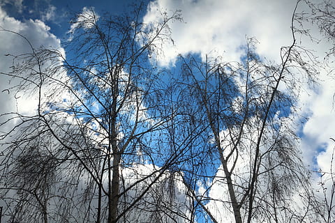 hivern, bedoll, núvols de cel, arbre, arbres, neu, naturalesa, Rússia, fred, bosc, parcialment ennuvolat, blau, branca, gris, tristesa, silenci, cel, alçada, posta de sol, núvols, calma, cel del capvespre, foto, vista d’angle baix, arbre nu, planta, núvol - cel, dia, cap gent, tranquil·litat, bellesa a la natura, a l'aire lliure, temperatura de fred, tronc de l'arbre, creixement, planta morta, 5K, CC0, domini públic, lliure de regalies