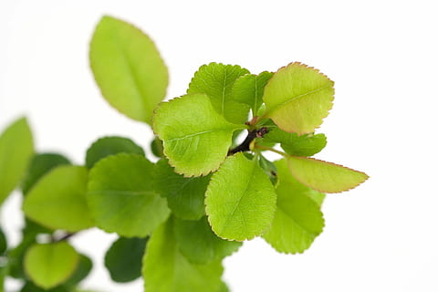 Fresh, Small, Leaves, green, young, tiny, leaf, spring, light, white, background, green color, cut out, plant, nature, growth, plant part, food and drink, close-up, food, herbal medicine, beauty in nature, white background, medicine, herb, freshness, no people, studio shot, healthy eating, macro, clover, brightly lit, 720P, CC0, public domain, royalty free