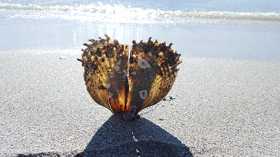 braun, Muschel, Strand, Schale, Auster, Glanz, Kreatur, crassostrea pacifica, Sand, Pazifische Auster, Perlmutt, Wasser, Schmuck, schlick, Perlen, wertvoll, teuer, Licht, tropfen, Sommer-, Schicht, Natur, Muschel Perle, Meer, Küste, Land, Tag, Sonnenlicht, keine Leute, Tier, Tierwelt, Nahansicht, Tierthemen, ein Tier, Tiere in freier Wildbahn, draußen, Schatten, Schönheit in der Natur, Bewegung, Marine, 5K, CC0, gemeinfrei, lizenzfrei