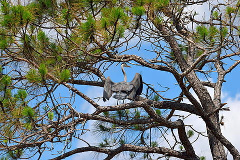 tree, nature, wood, branch, wildlife, bird, outdoors, environment, wild, sky, animal, single, nest, color, heron, egret, marshland, tropical bird, florida, usa, landscape, animal themes, mammal, plant, animal wildlife, animals in the wild, no people, vertebrate, one animal, low angle view, day, feline, cat, safari, sitting, baboon, 5K, CC0, public domain, royalty free