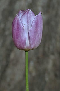 tulipa, violeta, fosc, solter, flor, verticalment, els pètals, parc, planta, macro, tassa, jardí, naturalesa, color rosa, primavera, cap de flor, pètal, bellesa a la natura, vulnerabilitat, planta amb flors, fragilitat, frescor, primer pla, creixement, inflorescència, centrar-se en primer pla, cap gent, tija de la planta, brot, dia, a l'aire lliure, sepal, 4K, CC0, domini públic, lliure de regalies