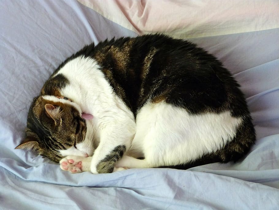 negre, blanc, gat, estirat, gris, tèxtil, dorment, migdiada, llit, retrat, mascota, nacional, felí, bonic, primer pla, gatet, pelut, a l'interior, tabby, bigotis, snooze, relaxant, endormiscat, mascotes, animals domèstics, un animal, temes d'animals, gat domèstic, cap gent, gos, mamífer, animal, relaxació, vertebrats, mobles, ulls tancats, descans, 1080P