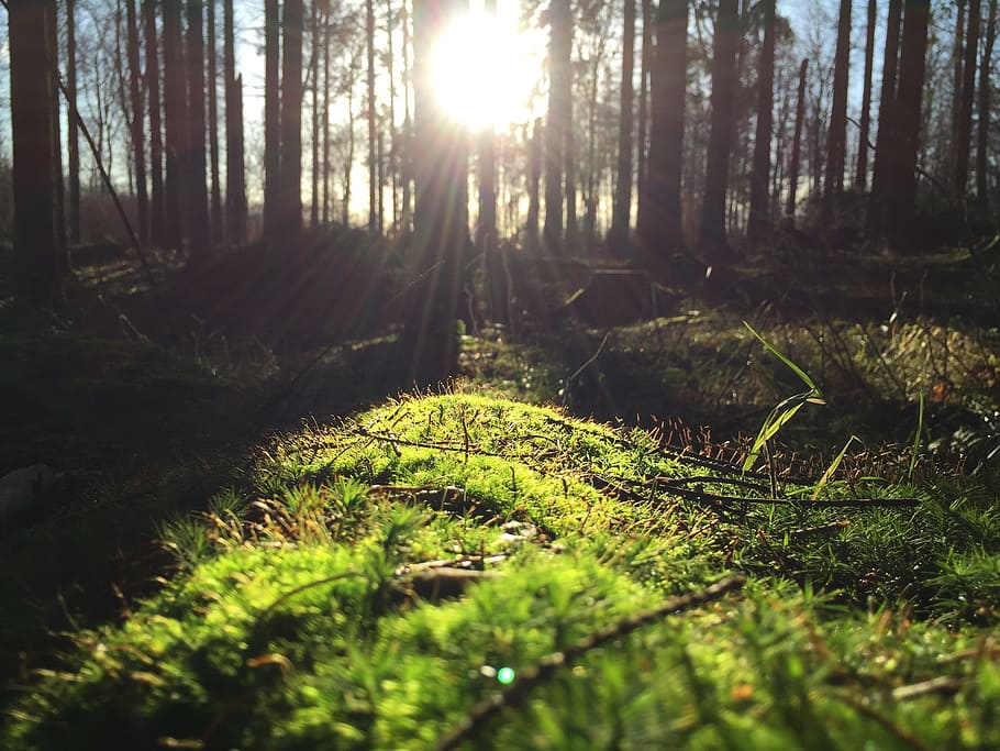grøn, græsfelt, Skov, dagtimerne, Busk, træer, græs, sollys, sol, solstråler, jord, grene, blade, kviste, træ, kufferter, planter, miljø, træstammer, vegetation, plante, vækst, ro, natur, skønhed i naturen, bagagerum, træstamme, ingen mennesker, dag, rolig scene, scenics - natur, ikke-urbane scene, selektiv fokusering, grøn farve, udendørs, linseflare, lyse, sti, 2K
