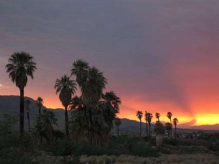 posta de sol, paisatge, arbres, núvols, cel, vespre, crepuscle, tarda, sol, taronja, groc, llum, a l'aire lliure, colorit, natural, desert, sec, turons, muntanyes, parc nacional de joshua tree, Califòrnia, EUA, arbre, Palmera, silueta, escenics, clima tropical, planta, escenics - natura, bellesa a la natura, terra, naturalesa, color taronja, tranquil·litat, escena tranquil·la, medi ambient, creixement, núvol - cel, escena no urbana, palmera datilera, cap gent, palmera de coco, arbre tropical, 1080P, CC0, domini públic, lliure de regalies