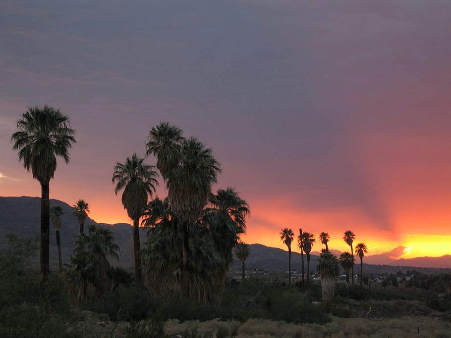 posta de sol, paisatge, arbres, núvols, cel, vespre, crepuscle, tarda, sol, taronja, groc, llum, a l'aire lliure, colorit, natural, desert, sec, turons, muntanyes, parc nacional de joshua tree, Califòrnia, EUA, arbre, Palmera, silueta, escenics, clima tropical, planta, escenics - natura, bellesa a la natura, terra, naturalesa, color taronja, tranquil·litat, escena tranquil·la, medi ambient, creixement, núvol - cel, escena no urbana, palmera datilera, cap gent, palmera de coco, arbre tropical, 1080P