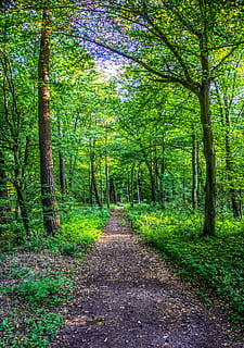 bosc, camí forestal, fulles, arbre, verd, paisatge, naturalesa, assolellat, humor, oci, hdr, rang dinàmic alt, contrast, planta, terra, direcció, tranquil·litat, bellesa a la natura, el camí a seguir, creixement, color verd, escena tranquil·la, cap gent, tronc, tronc de l'arbre, sendera, carretera, dia, escena no urbana, escenics - natura, perspectiva decreixent, a l'aire lliure, 5K, CC0, domini públic, lliure de regalies