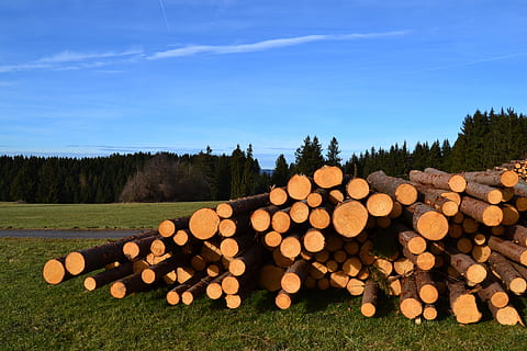 cielo, legna, albero, pila, sega, casi, holzstapel, industria del legname, legname, legna da ardere, la deforestazione, foresta, legno - materiale, ceppo, pianta, grande gruppo di oggetti, natura, combustibile e produzione di energia, nessuno, problemi ambientali, combustibile fossile, abbondanza, terra, catasta di legna, all'aperto, 4K, CC0, dominio pubblico, privo di copyright