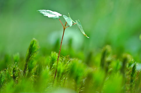poc profund, focalitzar la fotografia, verd, fulles, planta, arbre, jove, brollar, macro, primer pla, disparar, fresc, temporada, creixement, molsa, sòl, fusta, bosc, vegetació, flora, botànica, naturalesa, planta en creixement, la vida, color verd, herba, fragilitat, cap gent, bellesa a la natura, a l'aire lliure, enfocament selectiu, terra, vulnerabilitat, dia, part de la planta, frescor, full, flor, camp, planta amb flors, centrar-se en primer pla, 4K, CC0, domini públic, lliure de regalies
