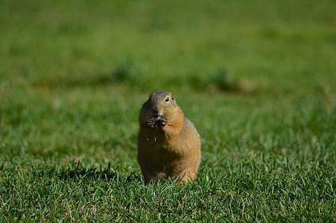zomer, gras, portret, uitzicht, dier, gopher, dierlijke thema's, één dier, dierenleven, dieren in het wild, zoogdier, fabriek, natuur, gewerveld, geen mensen, groene kleur, dag, knaagdier, veld-, land-, buitenshuis, focus op de voorgrond, selectieve aandacht, 4K, CC0, publiek domein, royaltyvrij