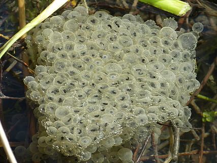 frogspawn, ou, aigua, granota, spawn, aigua, granota, tirar, criatura, insecte, gran grup d’animals, rusc, dia, bresca, cap gent, primer pla, planta, centrar-se en primer pla, bellesa a la natura, naturalesa, creixement, patró natural, invertebrat, animals a la natura, menjar, a l'aire lliure, abella, fauna animal, patró, apicultura, temes d'animals, 4K, CC0, domini públic, lliure de regalies