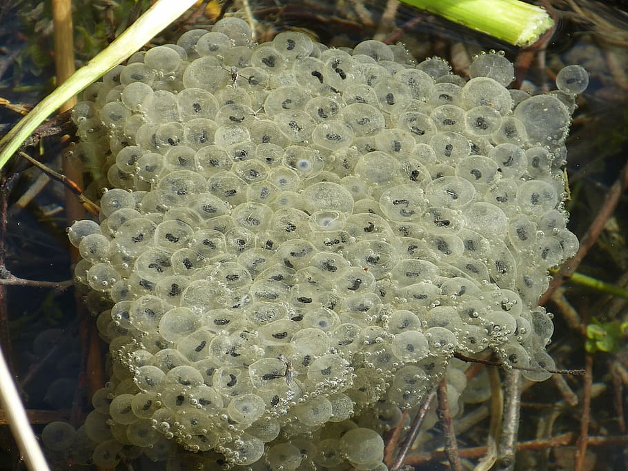 frogspawn, ou, aigua, granota, spawn, aigua, granota, tirar, criatura, insecte, gran grup d’animals, rusc, dia, bresca, cap gent, primer pla, planta, centrar-se en primer pla, bellesa a la natura, naturalesa, creixement, patró natural, invertebrat, animals a la natura, menjar, a l'aire lliure, abella, fauna animal, patró, apicultura, temes d'animals, 4K