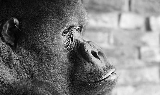 schwarzer Affe, Gorilla, Silberrücken, Denken, Affe, imposant, mächtig, Säugetier, Zoo, groß, Pelz, Tier, Führer, schwarz, Primas, sehen, Aussicht, warten, friedlich, gefährlich, Tierporträt, Kopf, Tierwelt, Kreatur, Beachtung, Porträt, Gesicht, affenkopf, Ausdruck, Dominant, schwarzer Rücken, Männer, leitender, Gesichtsausdruck, ein Tier, Tierthemen, Fokus auf den Vordergrund, Tiere in freier Wildbahn, draußen, Tag, Nahansicht, Natur, Tierkörperteil, Wirbeltier, suchen, keine Leute, Wegschauen, Seitenansicht, Profilansicht, Pavian, 5K, CC0, gemeinfrei, lizenzfrei