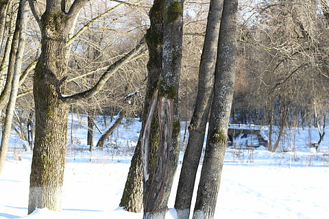 alberi, foresta, acero, tronco, cielo, blu, nessuno, un numero di, la striscia centrale, parco, vicolo, città, atterraggio, albero, inverno, temperatura fredda, la neve, pianta, tronco d'albero, terra, natura, giorno, bellezza nella natura, la tranquillità, campo, albero nudo, scena tranquilla, all'aperto, ramo, crescita, ghiacciolo, 5K, CC0, dominio pubblico, privo di copyright