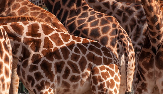 grup de girafa, patró, textura, pell, fons, Àfrica, salvatge, alt, girafa, animal, coll, naturalesa, mamífer, vida salvatge, taques, tacat, marró, zoo, de peu, a l'aire lliure, temes d'animals, fauna animal, animals a la natura, part del cos dels animals, coll d'animals, un animal, cap gent, safari, primer pla, vertebrats, marques d’animals, patró natural, herbívors, cap d’animals, 4K, CC0, domini públic, lliure de regalies