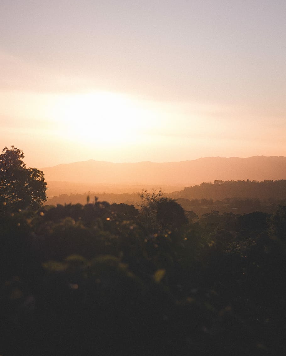 Basso, angle-view, silhouette, le foglie, Alba, foresta, montagna, tramonto, paesaggio, albero, cielo dorato, scena tranquilla, scenics - natura, cielo, la tranquillità, bellezza nella natura, pianta, ambiente, natura, nessuno, sole, scena non urbana, copia spazio, crescita, all'aperto, idilliaco, 4K
