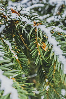 agulles, pi, hivern, neu, verd, naturalesa, arbre, planta, branques, arbre de Nadal, iglak, coníferes, conífera, branca, agulles de pi, ramita, els detalls del, macro, color verd, primer pla, creixement, centrar-se en primer pla, dia, full, part de la planta, cap gent, temperatura de fred, bellesa a la natura, enfocament selectiu, a l'aire lliure, arbre de coníferes, agulla - part de la planta, 5K, CC0, domini públic, lliure de regalies