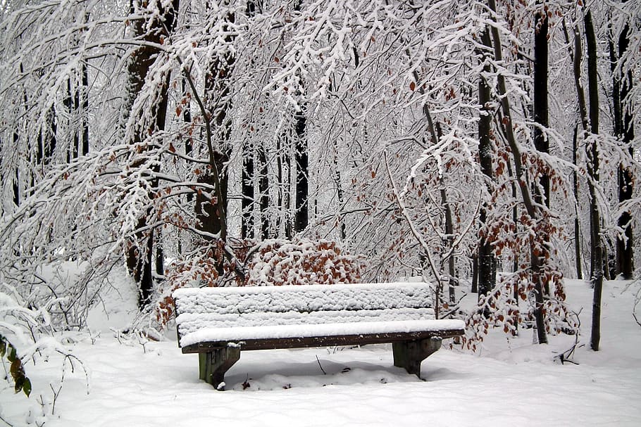 śnieg, ławka, hertogenwald, zimowy, zimna temperatura, biały kolor, samochód, drzewo, Natura, roślina, pokrycie, dzień, żadnych ludzi, piękno natury, wylądować, siedzenie, park, pole, las, mrożony, spokój, na dworze, ławka w parku, ekstremalna pogoda, burza śnieżna, 2K