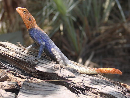 lizard, blue, namibia, desert, exotic, fauna, animal, animal themes, reptile, animal wildlife, animals in the wild, one animal, vertebrate, nature, tree, wood - material, day, no people, plant, focus on foreground, outdoors, close-up, tree trunk, bearded dragon, side view, profile view, iguana, animal scale, 2K, CC0, public domain, royalty free
