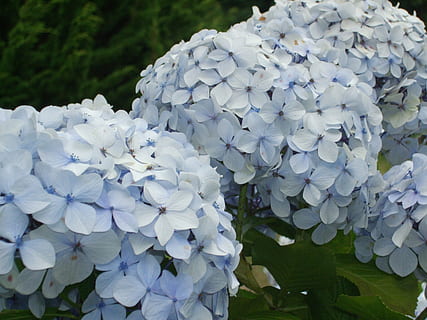 hydrangeas, mavi, çiçek, çiçekli bitki, Güvenlik açığı, kırılganlık, bitki, doğada güzellik, büyüme, taçyaprağı, tazelik, çiçeklenme, kapatmak, çiçek kafa, ortanca, doğa, gün, mor, bahar, botanik, Yaprak, insansız, Çiçek demeti, çiçeklik, leylak, 4K, CC0, kamu malı, telif ücretsiz