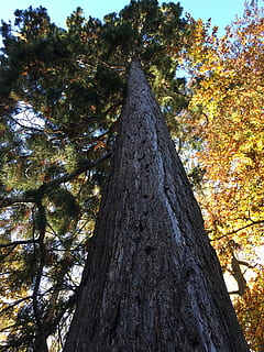 albero, fuga, sole, foresta, legna, pianta, tronco d'albero, tronco, Inquadratura dal basso, crescita, natura, nessuno, autunno, bellezza nella natura, la tranquillità, terra, giorno, all'aperto, abbaiare, modificare, ramo, alto - alto, strutturato, baldacchino di albero, direttamente sotto, 4K, CC0, dominio pubblico, privo di copyright