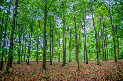 alt, verd, fulles, arbres, durant el dia, bosc, faig, fusta, naturalesa, paisatge, estiu, arbre, primavera, llum, natural, assolellat, a l'aire lliure, brillant, branques, planta, terra, tranquil·litat, escena tranquil·la, tronc, tronc de l'arbre, bellesa a la natura, escenics - natura, escena no urbana, creixement, cap gent, color verd, dia, medi ambient, idíl·lic, bambú - planta, arbre de coníferes, 5K, CC0, domini públic, lliure de regalies