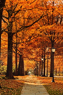 concrete, road, tress, street, pathway, leaf, fall, autumn, trees, plants, nature, pole, light, lamp, park, grass, man, tree, plant, change, the way forward, direction, orange color, footpath, no people, growth, park - man made space, day, beauty in nature, tree trunk, trunk, diminishing perspective, outdoors, treelined, autumn collection, long, 5K, CC0, public domain, royalty free