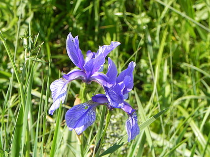 iris, bunga, alpine, flora, bunga alpine, tanaman berbunga, menanam, keindahan di alam, kerapuhan, kesegaran, daun bunga, kerentanan, pertumbuhan, ungu, kepala bunga, merapatkan, hal berkembang, warna hijau, alam, bidang, tanah, tidak ada orang, iris - tanaman, hari, di luar rumah, 2K, CC0, domain publik, bebas royalti
