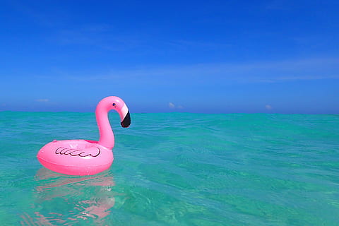 rosa, inflable, flotant, flamenc, cos, aigua, cos d'aigua, cigne, ocell, naturalesa, blau, mar, estiu, animal, llac, bellesa a la natura, un animal, animals a la natura, temes d'animals, color rosa, cel, cap gent, horitzó, horitzó sobre l’aigua, flotant a l'aigua, festa, dia, viatge, piscina, 1080P, CC0, domini públic, lliure de regalies