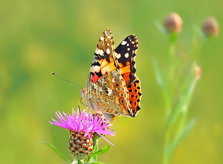 focalizzata, foto, Marrone, farfalla, viola, fiore petalo, insetto, natura, vivere, fiore, fauna selvatica, pianta fiorita, animale, invertebrato, temi animali, bellezza nella natura, farfalla - insetto, ala animale, fragilità, vulnerabilità, pianta, animali allo stato selvatico, avvicinamento, un animale, petalo, freschezza, testa di fiore, nessuno, impollinazione, all'aperto, 1080P, CC0, dominio pubblico, privo di copyright