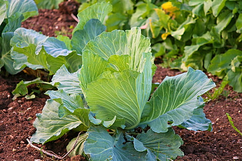 Salat auf dem Boden, Weißkohl, Kohl, Gemüse, Landwirtschaft, gesund, Lebensmittel, Kraut, Blätter, Gemüseanbau, Kopfkohl, Ernte, roh, Garten, Essen, Vitamine, Herbst, frisch, Grün, Kappes, Kräuteranbau, Kappus, Gemüsegarten, Anbau, Blatt, Essen und Trinken, Pflanzenteil, grüne Farbe, Wachstum, Frische, gesundes Essen, Natur, Land, Feld, Pflanze, keine Leute, organisch, Tag, Nahansicht, draußen, Gartenarbeit, Gemeinschaftsgarten, einheimische Produkte, 4K, CC0, gemeinfrei, lizenzfrei