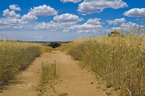 sti, Mark, bjergvej, sky - himmel, himmel, plante, jord, skønhed i naturen, natur, landskab, græs, vækst, miljø, scenics - natur, ingen mennesker, rolig scene, ro, vejen frem, dag, retning, ikke-urbane scene, udendørs, marram græs, 5K, CC0, offentligt domæne, royaltyfrie