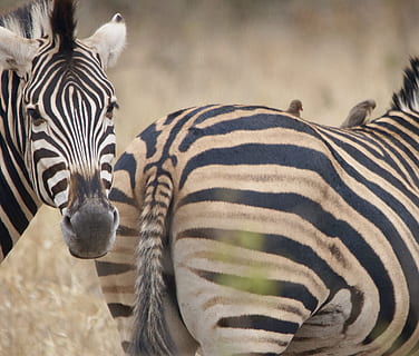 zebra, glutis, ratlles, fauna animal, animals a la natura, temes d'animals, animal, mamífer, grup d’animals, safari, vertebrats, marques d’animals, naturalesa, cap gent, turisme, animals domèstics, herbívors, dos animals, patró natural, destinacions de viatge, ramat, a l'aire lliure, zoo, 2K, CC0, domini públic, lliure de regalies