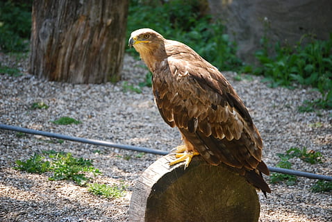buzzard, raptor, ocell, un animal, temes d'animals, fauna animal, animals a la natura, dia, animal, rapinyaire, vertebrats, naturalesa, àguila - ocell, posat, centrar-se en primer pla, cap gent, àguila, primer pla, marró, mirant, a l'aire lliure, bec, falcó - ocell, 1080P, CC0, domini públic, lliure de regalies