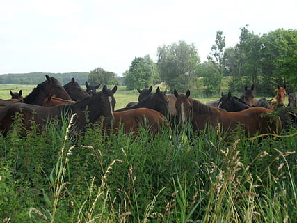 heste, kobling, eng, plante, gruppe af dyr, pattedyr, dyre temaer, husdyr, dyr, træ, jord, kæledyr, indenlandske, hvirveldyr, Mark, natur, himmel, græs, ingen mennesker, dag, dyreliv, vækst, planteædende, flok, 1080P, CC0, offentligt domæne, royaltyfrie