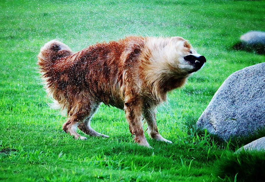 gos, esquitxat, aigua, mascota, animal, feliç, splash, bonic, naturalesa, esquitxades, divertit, diversió, humit, jugant, retriever, estiu, cadell, caní, corrent, jugar, oceà, joia, a l'aire lliure, nedar, Labrador, exercici, amic, acció, raça, joc, llac, negre, blau, sol, pilota, al matí, dia, laboratori, correr, mamífer, temes d'animals, herba, mascotes, animals domèstics, nacional, un animal, planta, color verd, terra, vertebrats, camp, cap gent, vista lateral, 2K