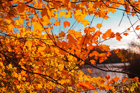 orange, maple tree, beside, body, water, autumn leaves, fall, leaf, tree, looking through foliage, branch, autumn, leafe, lake, blue, orange leaf, warm, adventure, exploration, state park, vibe, color, change, orange color, plant, beauty in nature, plant part, nature, day, no people, growth, tranquility, scenics - nature, focus on foreground, autumn collection, outdoors, yellow, maple leaf, leaves, natural condition, 5K, CC0, public domain, royalty free