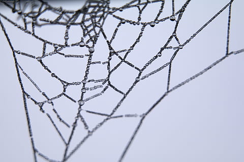 cob, edderkop, web, tæt på, studio skud, ingen mennesker, mønster, indendørs, netting, tråd, teknologi, selektiv fokusering, hvid farve, natur, trådnet, gitter, net - sportsudstyr, baggrunde, tekstil, farvet baggrund, forbindelse, blå, enkelhed, kompleksitet, blå baggrund, 5K, CC0, offentligt domæne, royaltyfrie