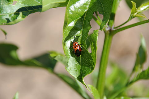 insekt, insekter, bugs, bille, biller, insekt insekt, pletter, dyr, rød, dyre temaer, plante del, hvirvelløse, blad, dyreliv, dyr i naturen, et dyr, mariehøne, grøn farve, plante, natur, tæt på, dag, ingen mennesker, selektiv fokusering, udendørs, vækst, lille, 4K, CC0, offentligt domæne, royaltyfrie