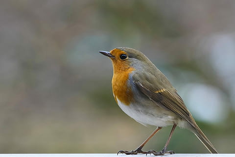 selectiu, fotografia, marró, colibrí, copes vermelles, ocell, naturalesa, fauna animal, un animal, vertebrats, animals a la natura, posat, centrar-se en primer pla, primer pla, dia, robin, a l'aire lliure, cap gent, bellesa a la natura, songbird, longitud completa, mirant cap a fora, vista del perfil, 4K, CC0, domini públic, lliure de regalies